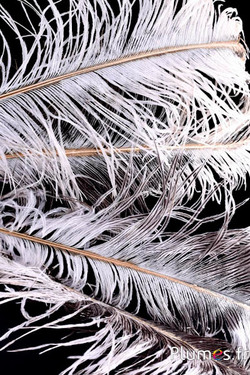 Struisvogel met fijne gouden straal – 38-42 cm – crème grijs natuurlijke